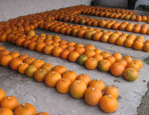 500 pumpkins to choose from!