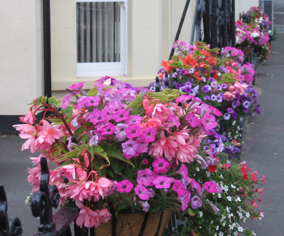 Saintfield In Bloom