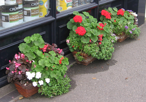 Saintfield In Bloom