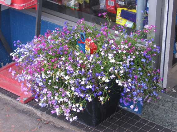 Saintfield In Bloom