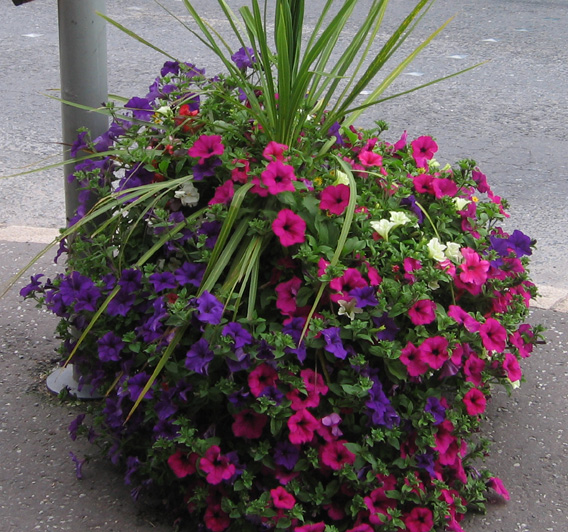 Saintfield In Bloom