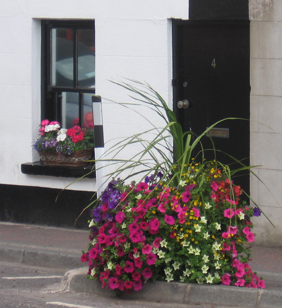 Saintfield In Bloom