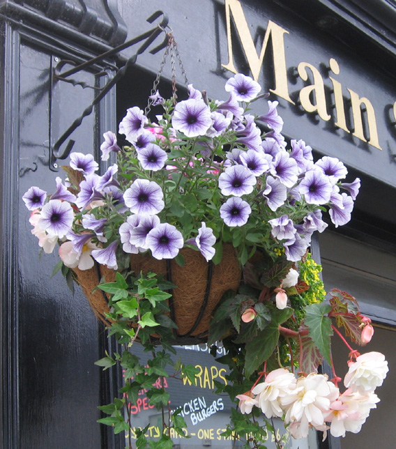 Saintfield In Bloom