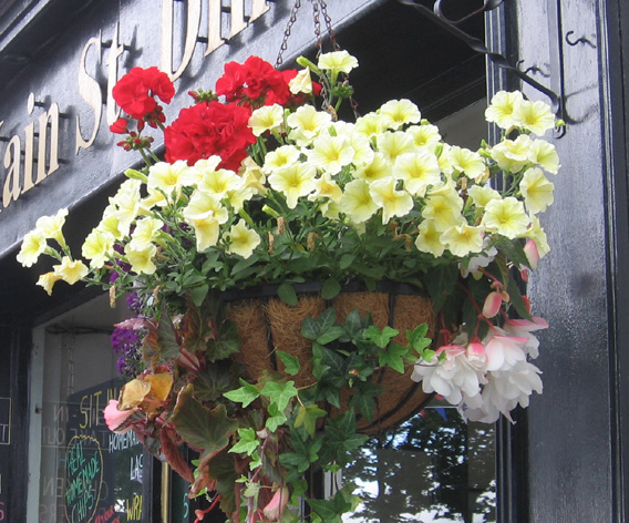 Saintfield In Bloom