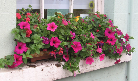 Saintfield In Bloom