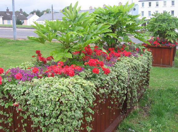 Saintfield In Bloom