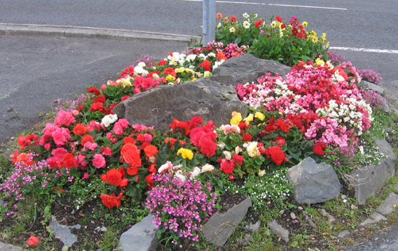 Saintfield In Bloom