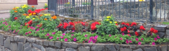 Saintfield In Bloom