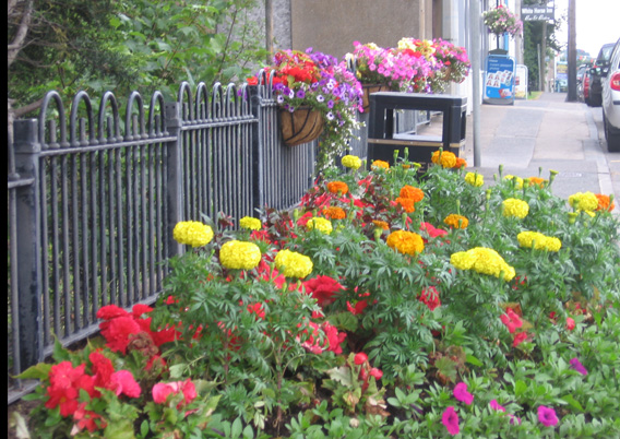 Saintfield In Bloom