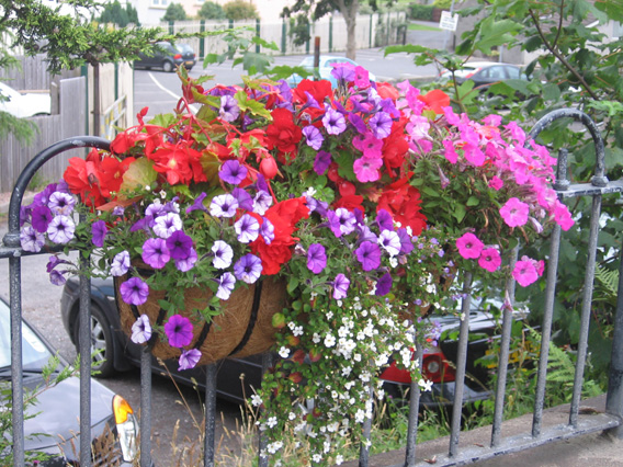 Saintfield In Bloom