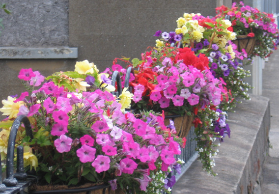 Saintfield In Bloom