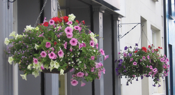 Saintfield In Bloom