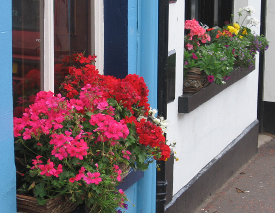 Saintfield In Bloom