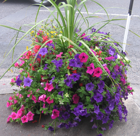 Saintfield In Bloom