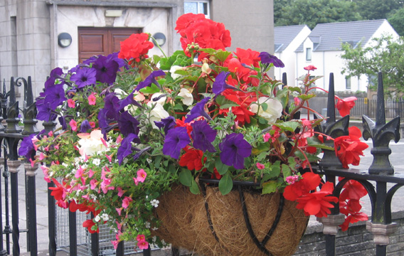 Saintfield In Bloom