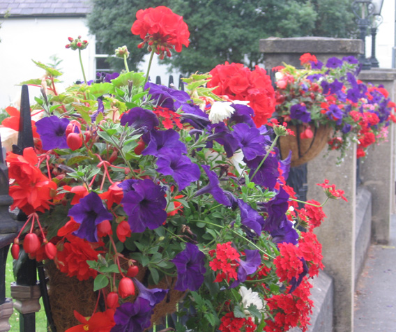 Saintfield In Bloom