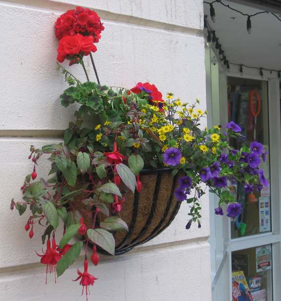 Saintfield In Bloom