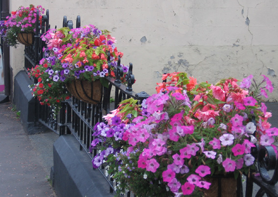 Saintfield In Bloom