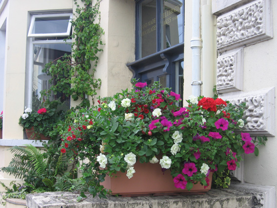 Saintfield In Bloom