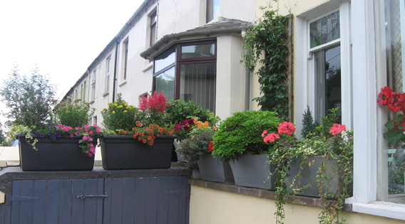 Saintfield In Bloom