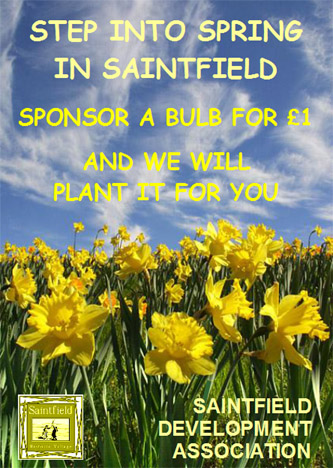 Saintfield bulbs