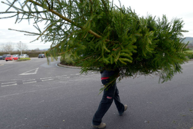 Recycle Your Christmas Tree!