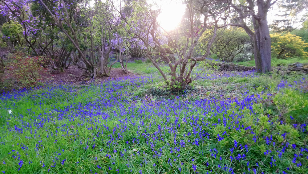 National Trust Rowallane in springtime.