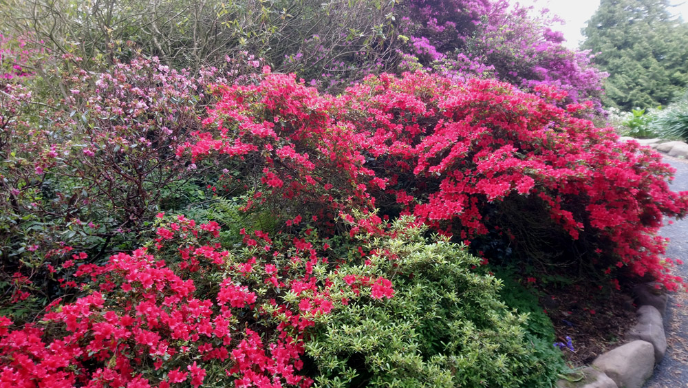 National Trust Rowallane in springtime.