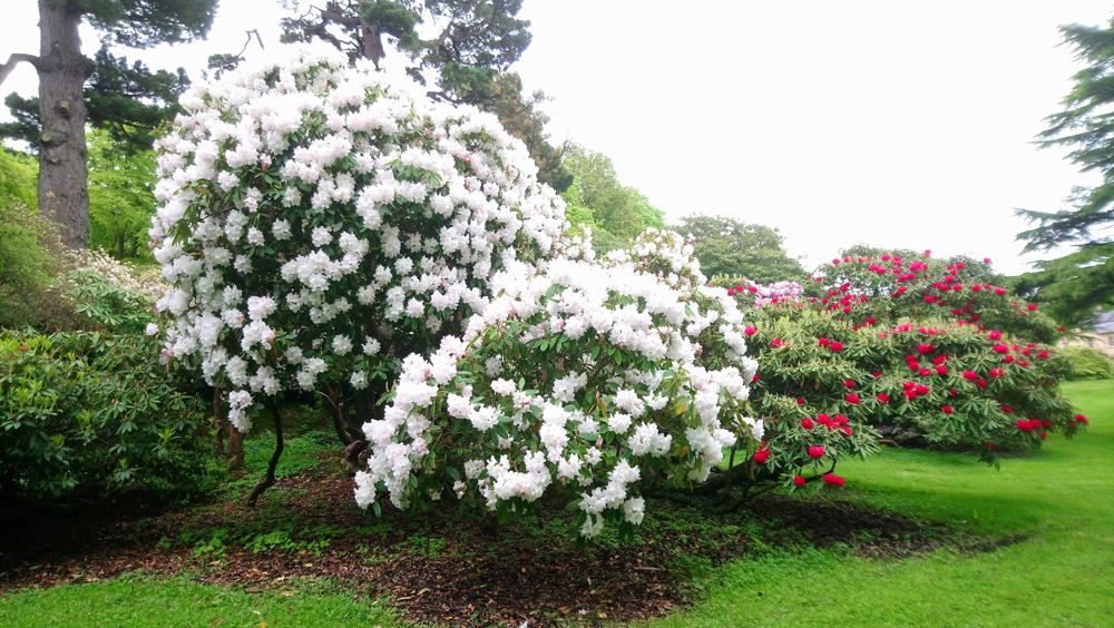 National Trust Rowallane in springtime.