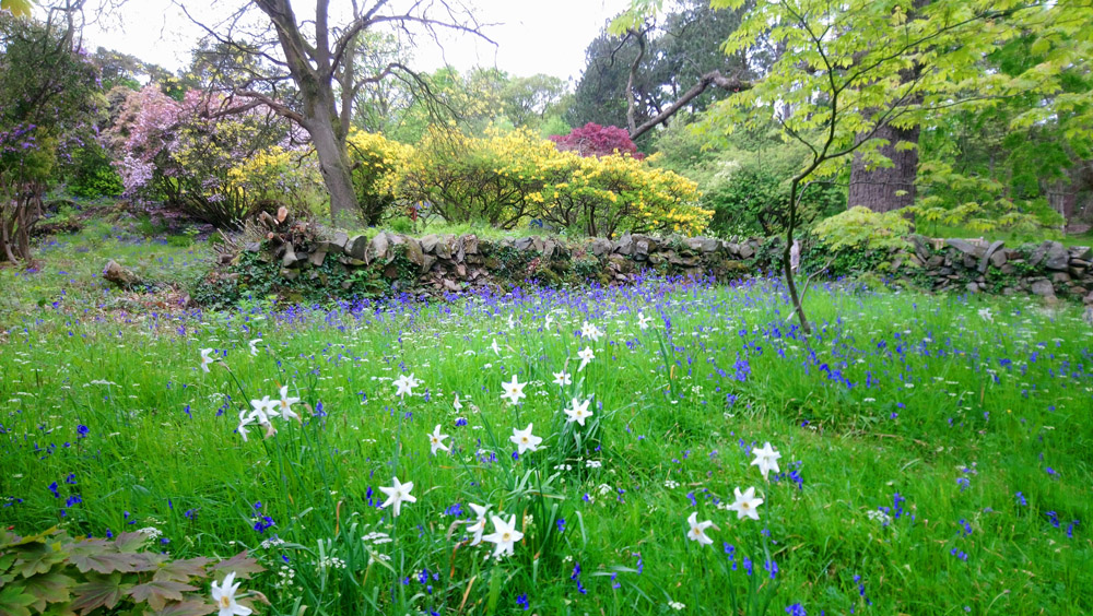 National Trust Rowallane in springtime.