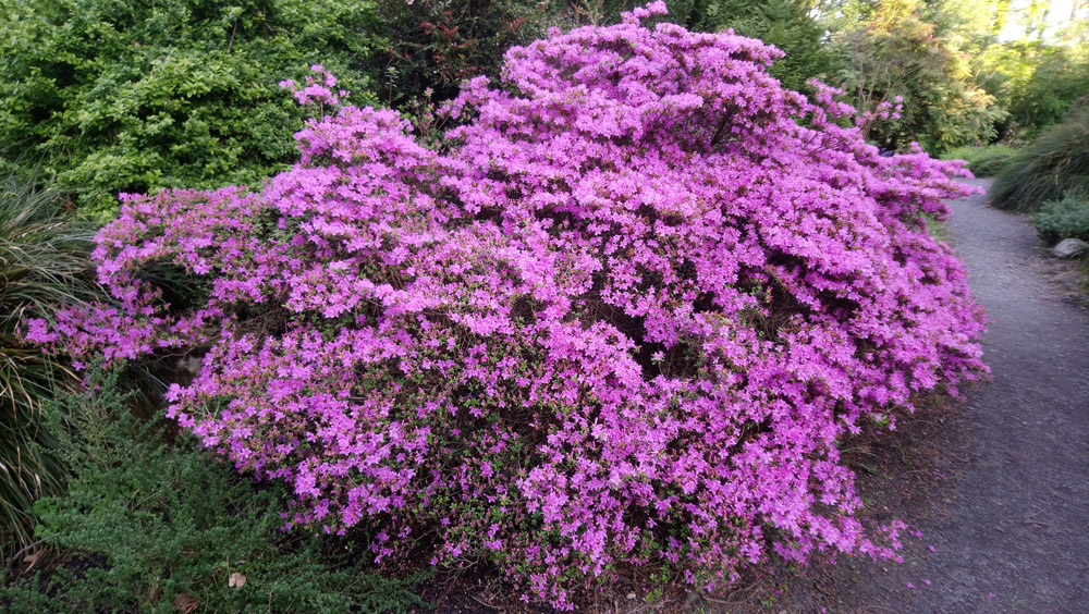 National Trust Rowallane in springtime.