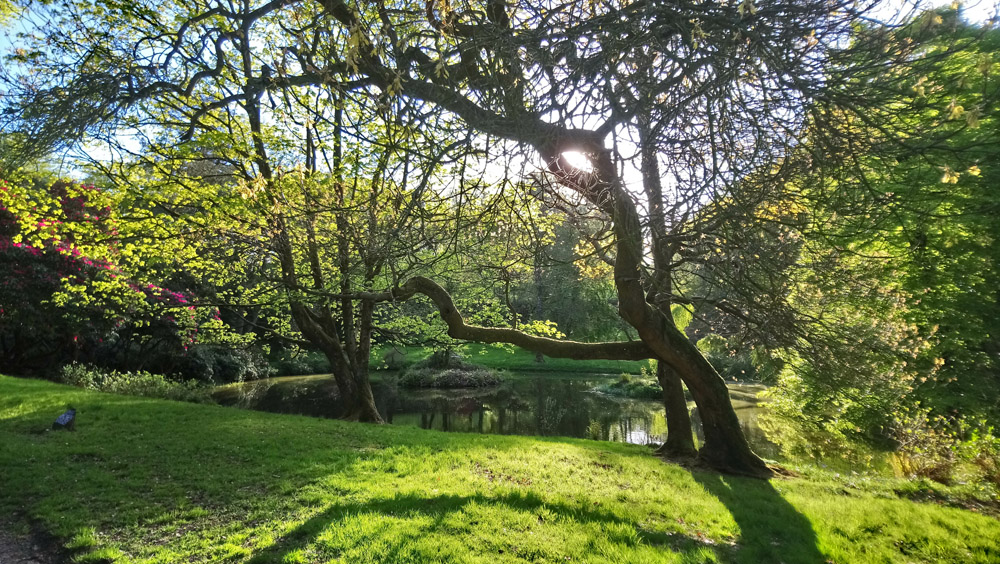 National Trust Rowallane in springtime.