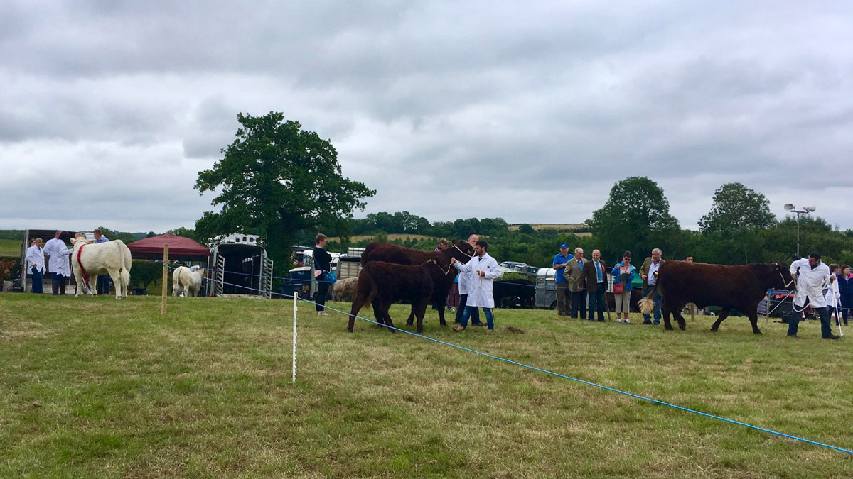 Saintfield Show 2018